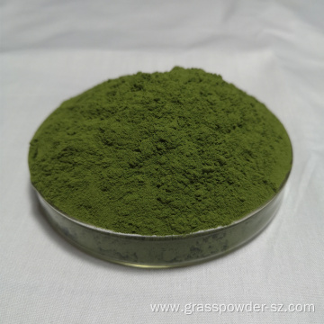 High Quality Natural Organic Young Barley Leaves Powder